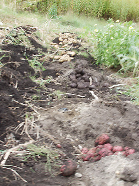 有機無農薬栽培のカラフルなジャガイモを収穫