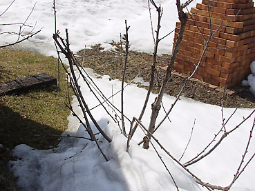 雪による果樹の被害