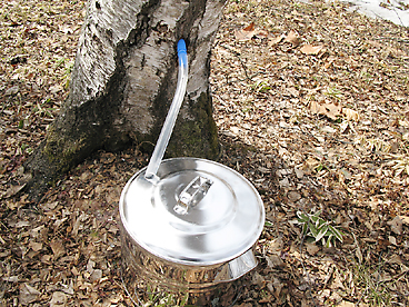 シラカバ樹液の採取
